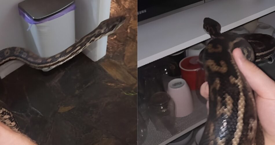 woman find snake in kitchen